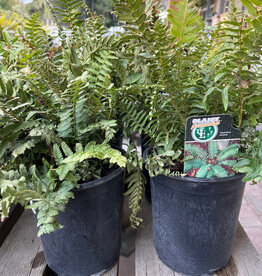 Fern Western Sword - Polystichum munitum 1 gal