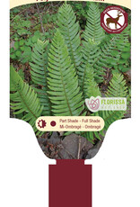 Fern Western Sword - Polystichum munitum 1 gal