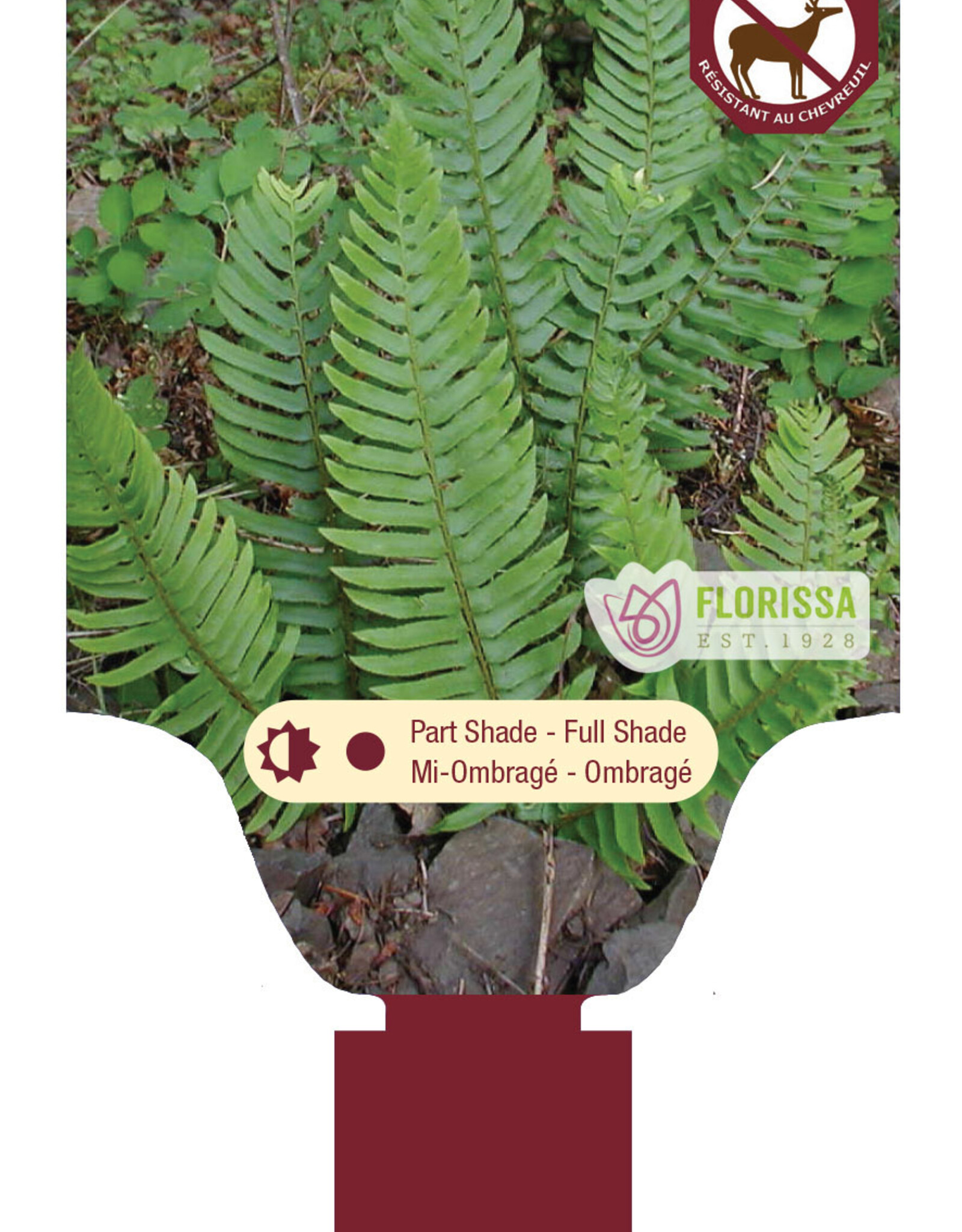 Fern Western Sword - Polystichum munitum 1 gal
