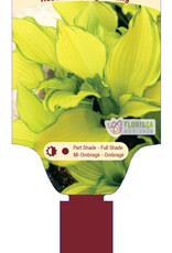 Hosta Dancing Darling 1gal