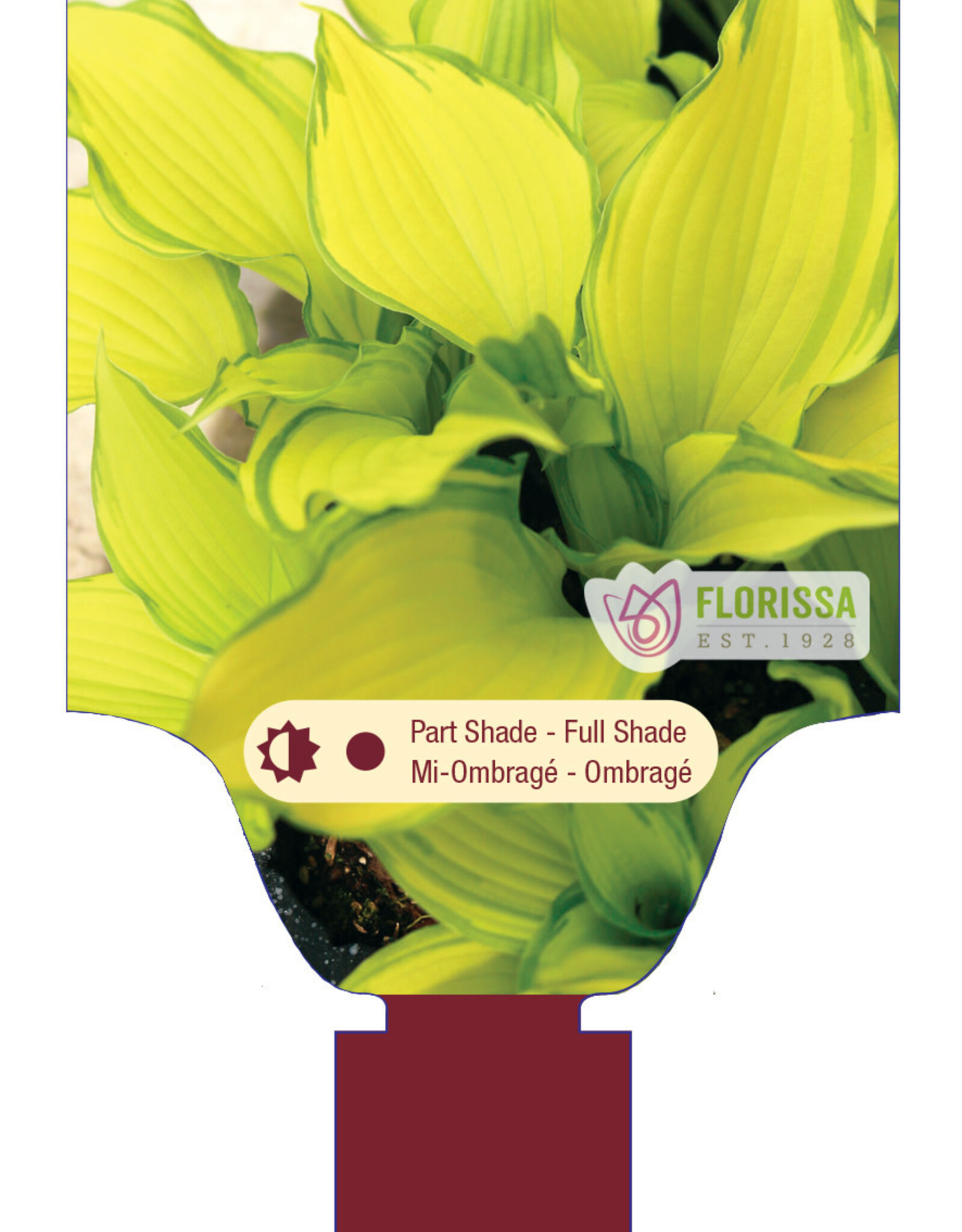 Hosta Dancing Darling 1gal