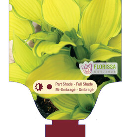 Hosta Dancing Darling 1gal