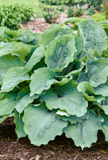 Proven Winners Hosta Diamond Lake PW