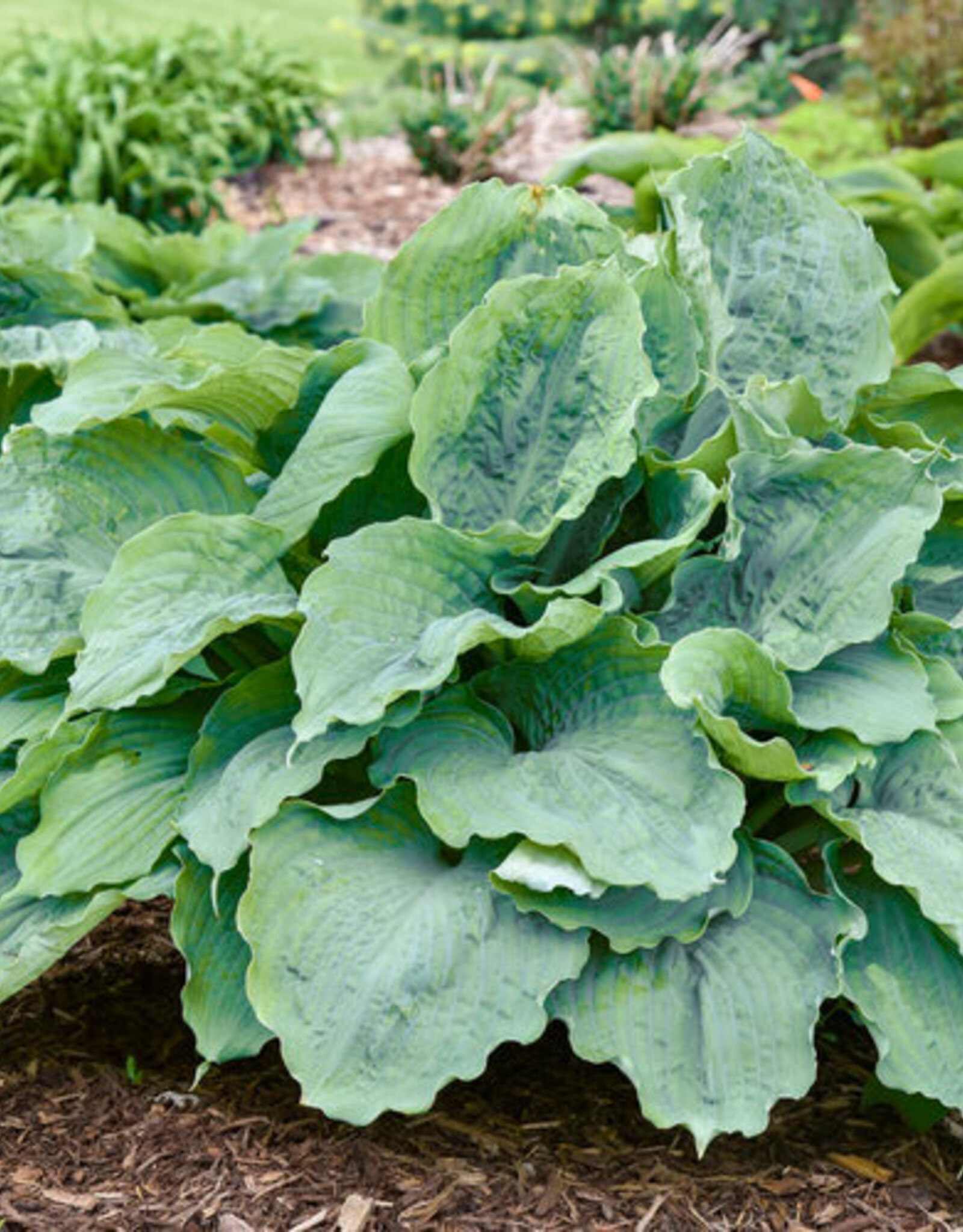 Proven Winners Hosta Diamond Lake PW