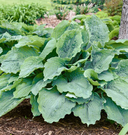 Proven Winners Hosta Diamond Lake PW