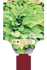 Hosta Gold Standard 1gal