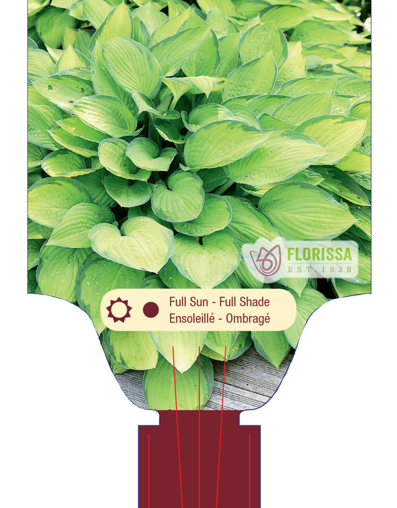 Hosta Gold Standard 1gal