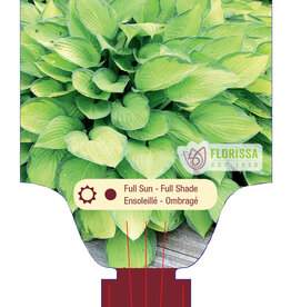 Hosta Gold Standard 1gal