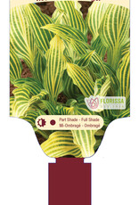 Hosta Siberian Tiger 1gal