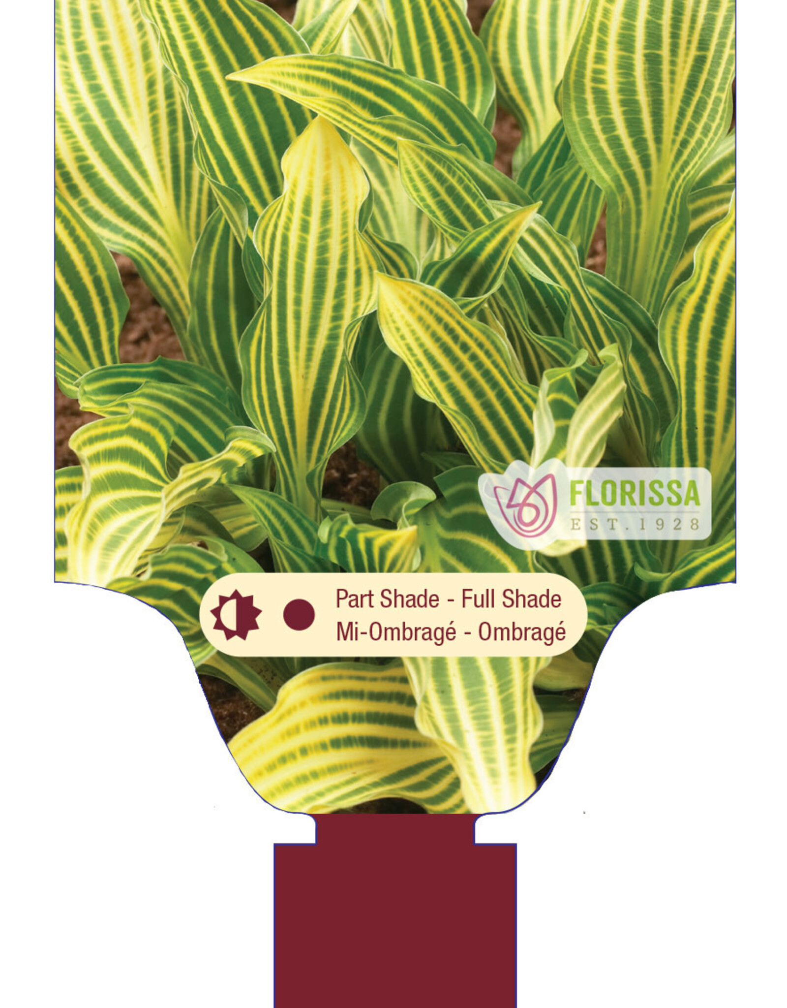Hosta Siberian Tiger 1gal