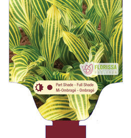Hosta Siberian Tiger 1gal