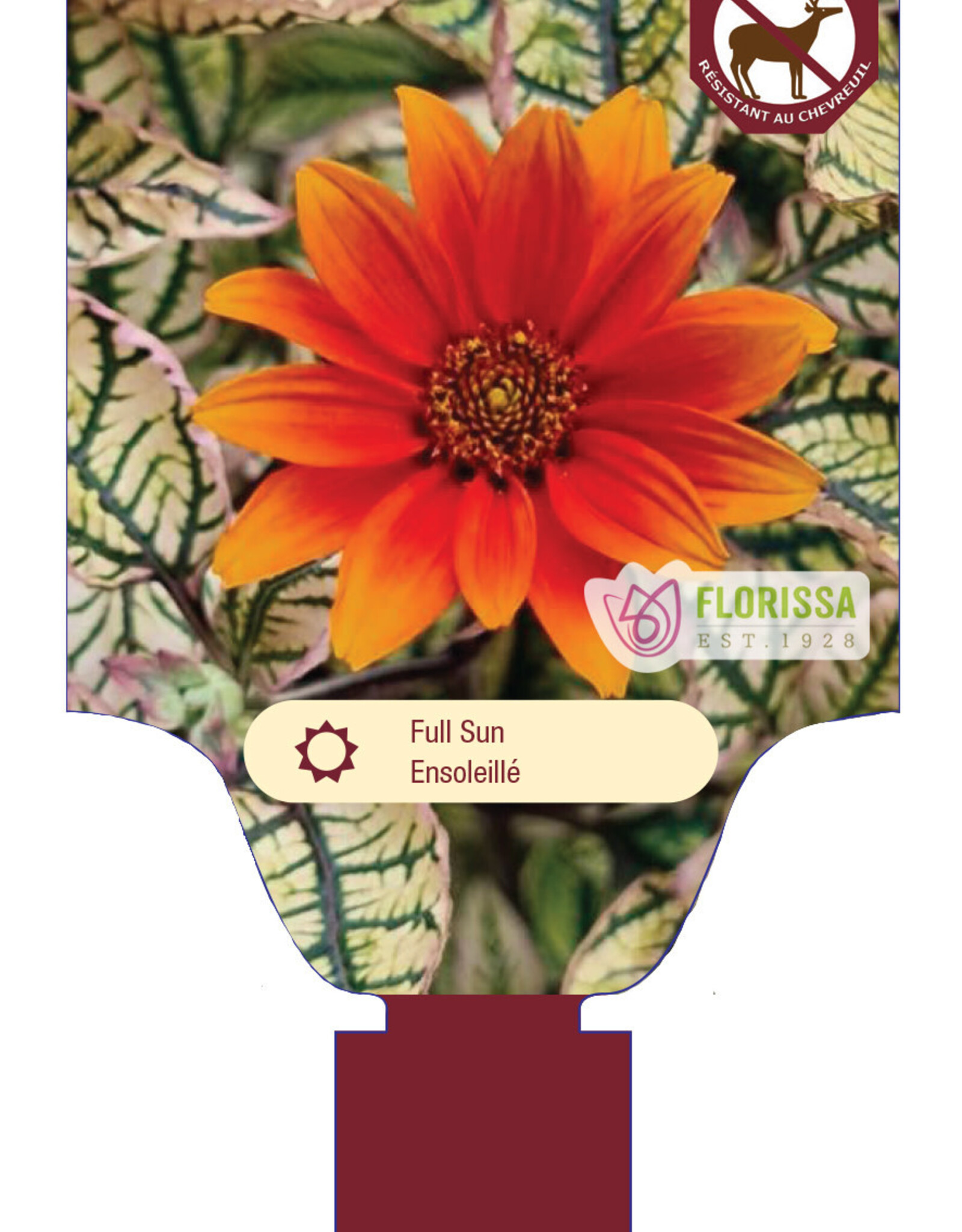 Heliopsis - False Sunflower - Orange Marbles 3gal