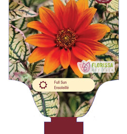 Heliopsis - False Sunflower - Orange Marbles 3gal