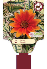 Heliopsis - False Sunflower - Orange Marbles 1 gal