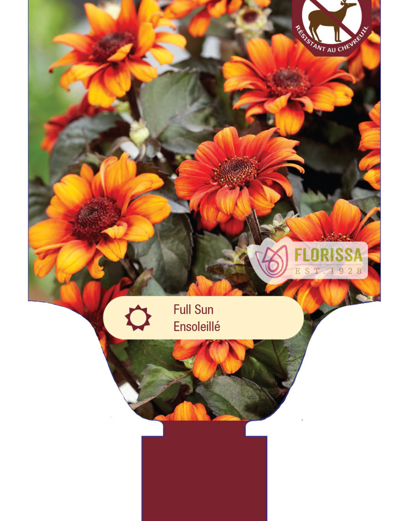 Heliopsis - False Sunflower - Luna Rojas 3gal