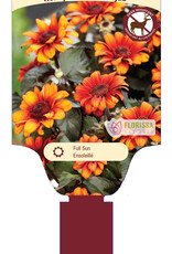 Heliopsis - False Sunflower - Luna Rojas 1gal