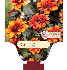 Heliopsis - False Sunflower - Luna Rojas 1gal