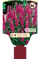 Veronica - Red Fox 1gal