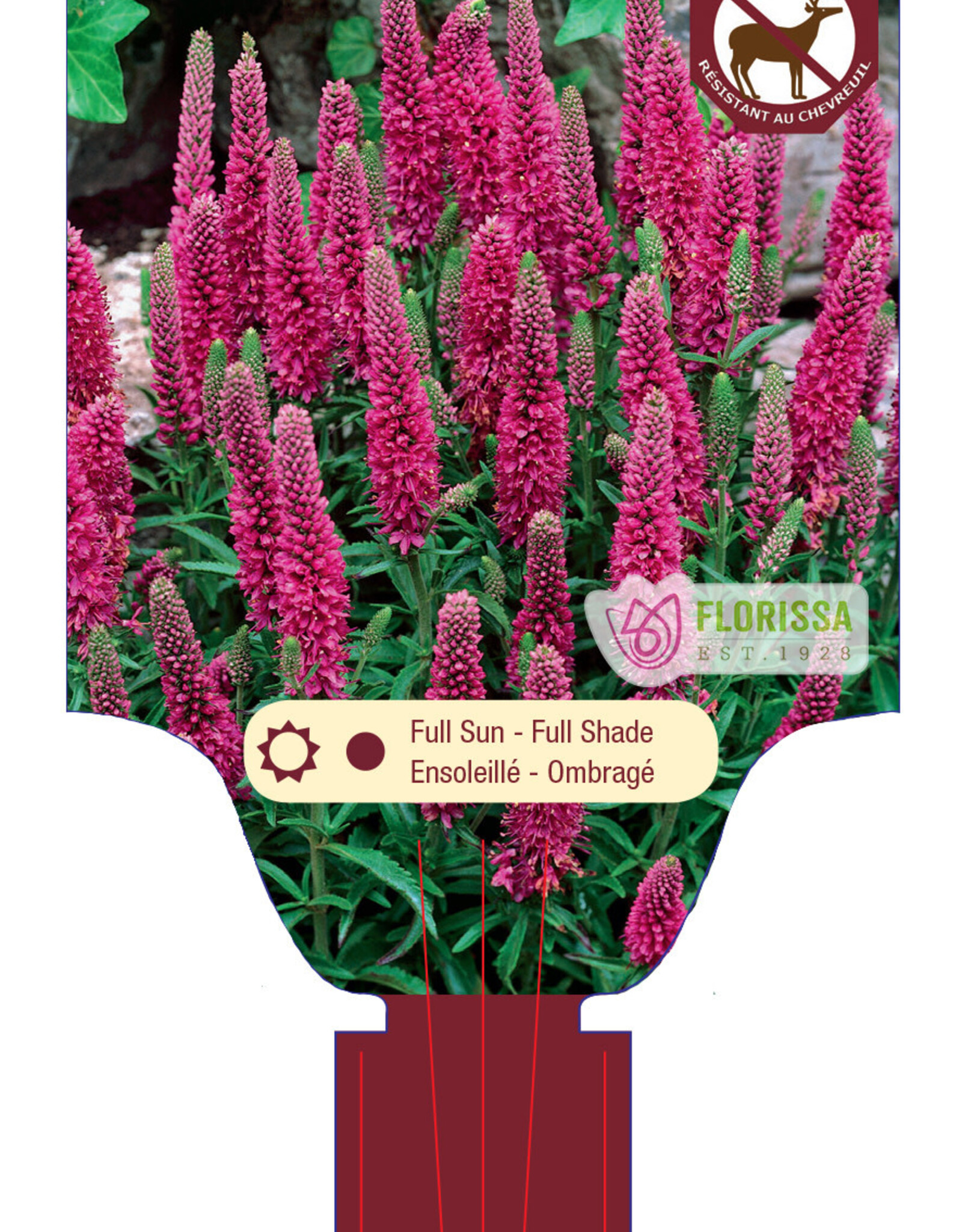 Veronica - Red Fox 1gal