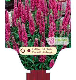 Veronica - Red Fox 1gal