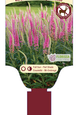 Veronica - Speedwell - Perfectly Picasso 1gal