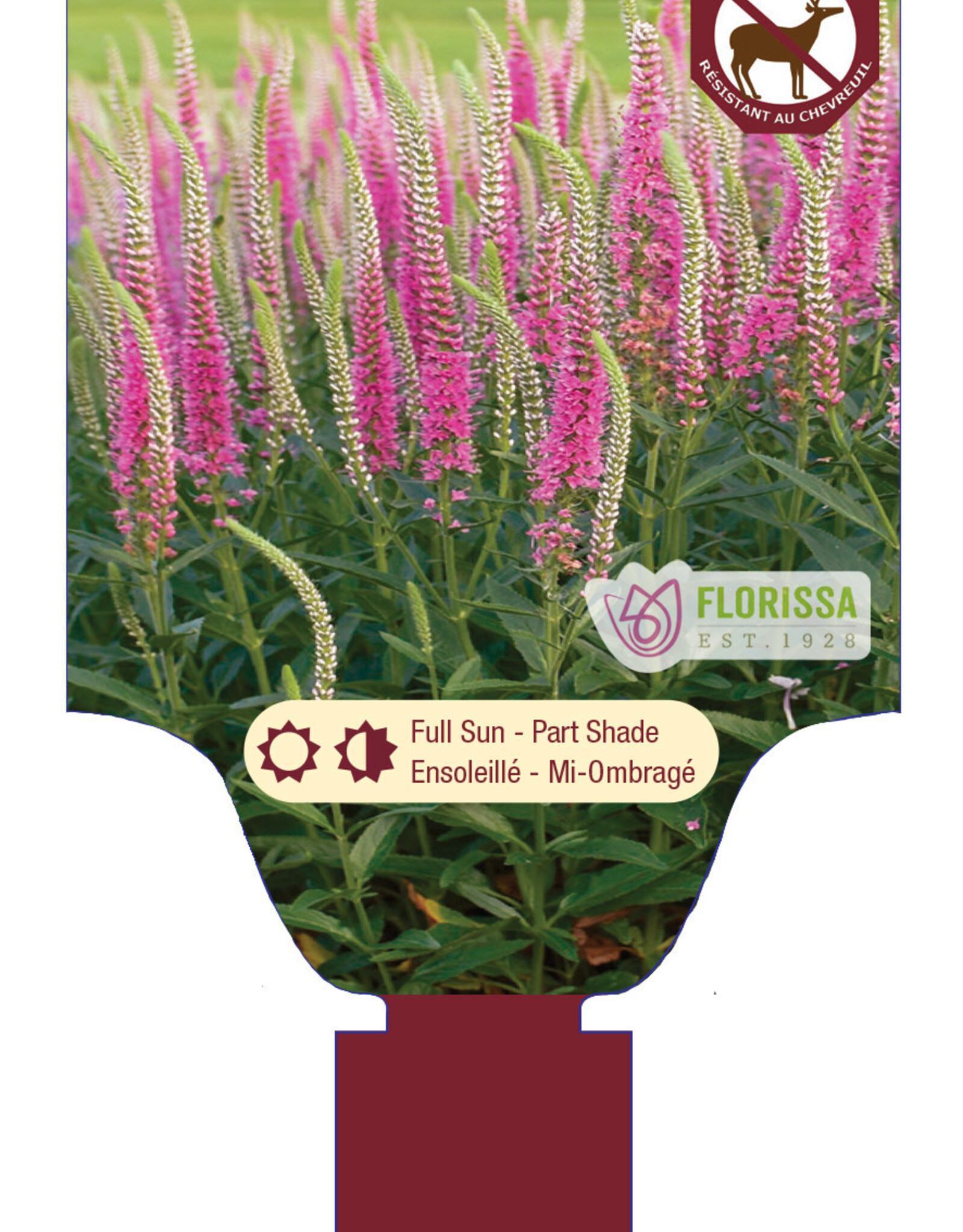 Veronica - Speedwell - Perfectly Picasso 1gal