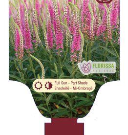 Veronica - Speedwell - Perfectly Picasso 1gal