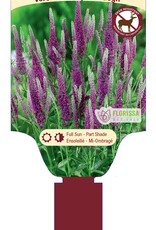 Veronica - Speedwell - Very Van Gogh 1gal
