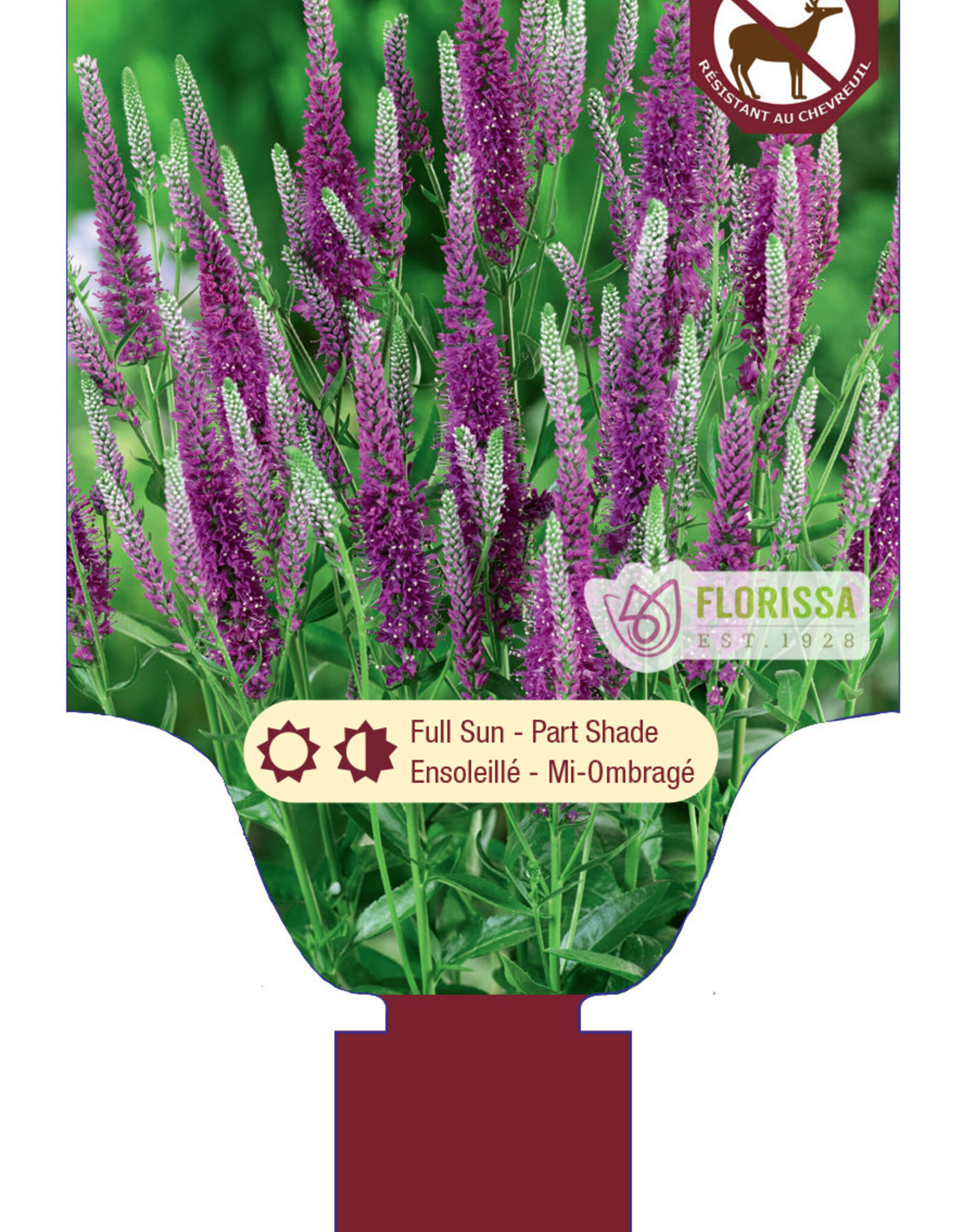 Veronica - Speedwell - Very Van Gogh 1gal