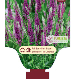 Veronica - Speedwell - Very Van Gogh 1gal