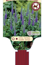 Veronica Royal Candles 4inch