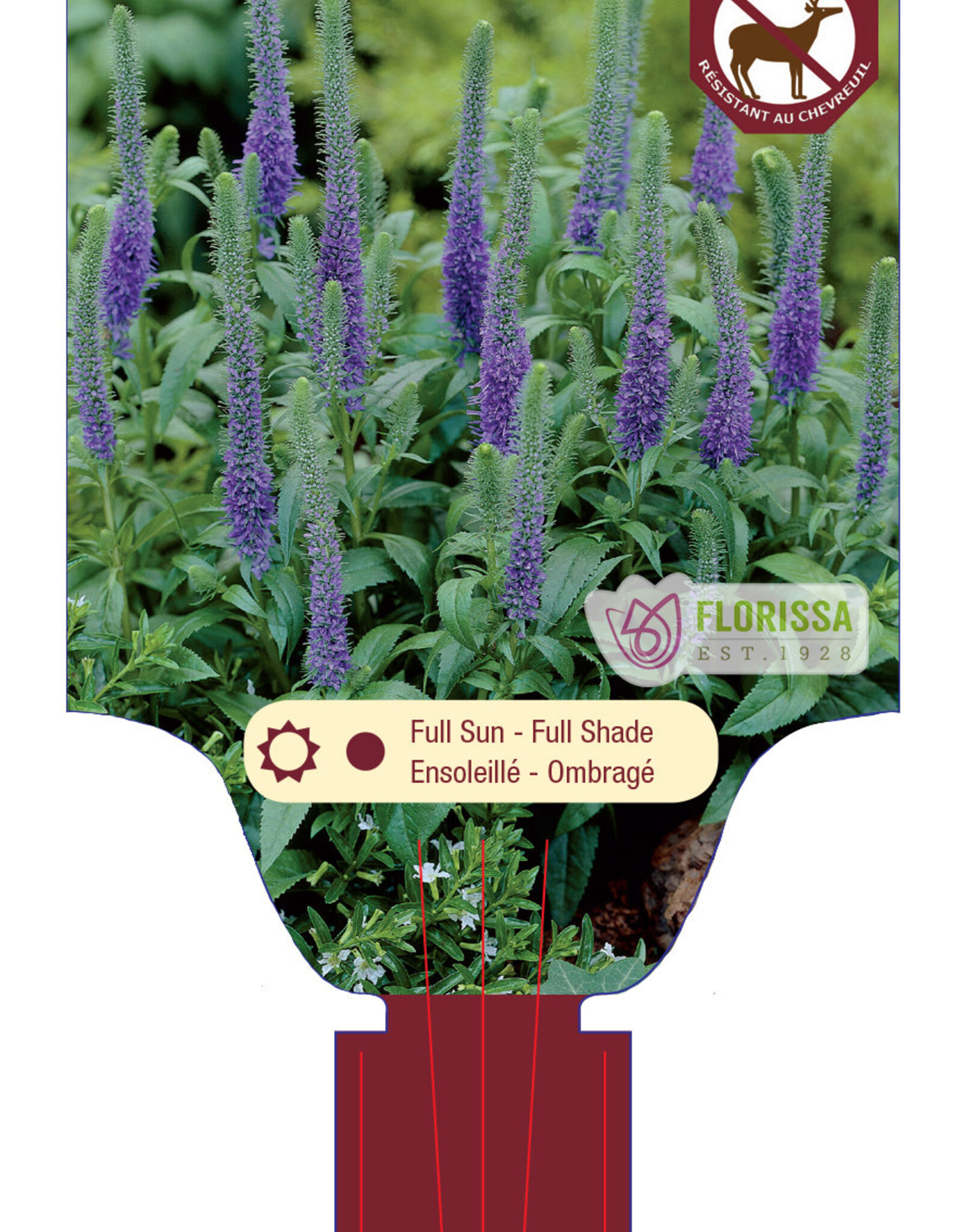 Veronica Royal Candles 4inch