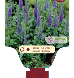 Veronica Royal Candles 4inch
