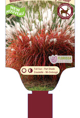 Miscanthus Lady in Red 1gal