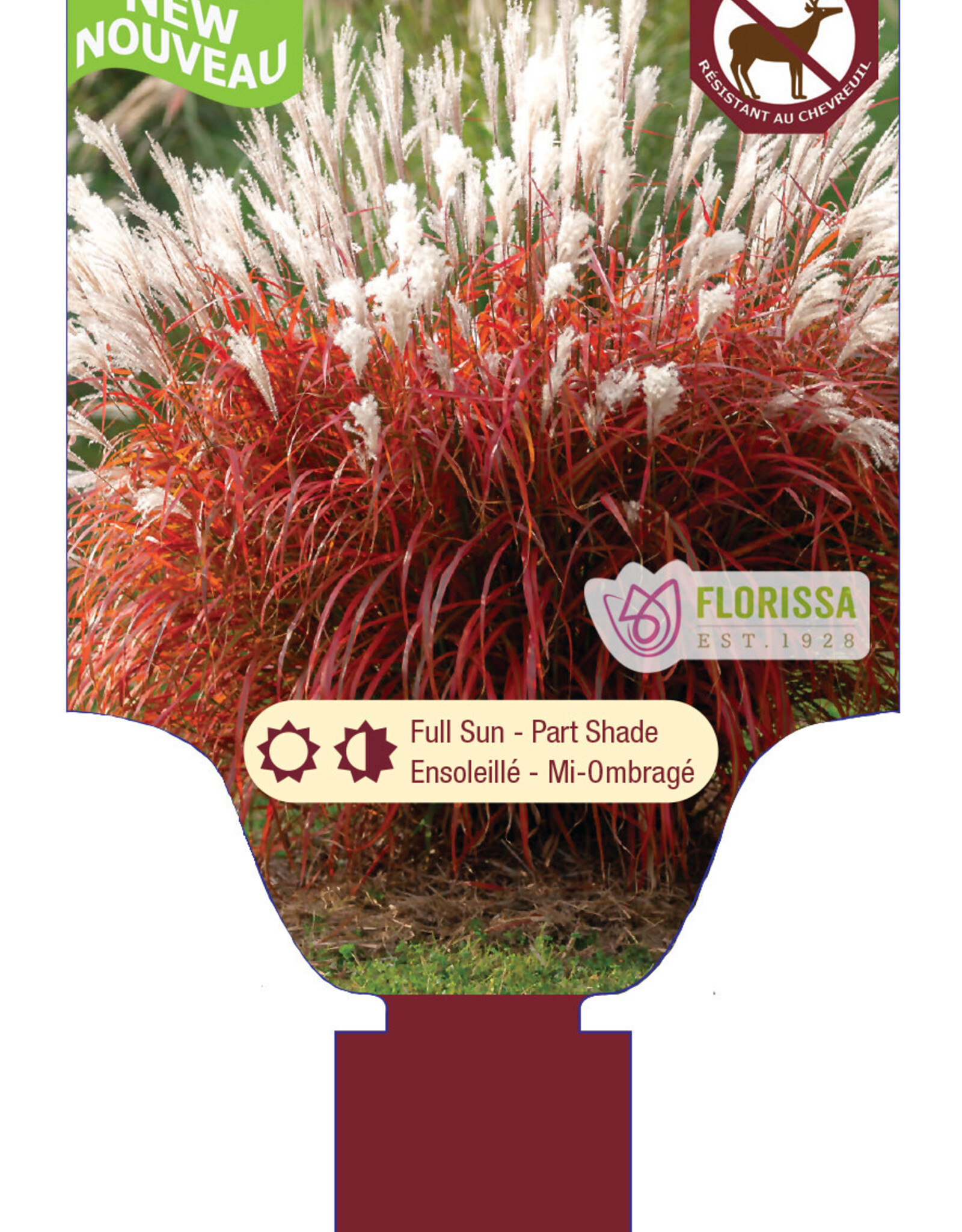 Miscanthus Lady in Red 1gal