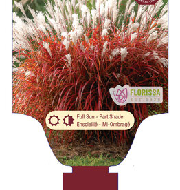 Miscanthus Lady in Red 1gal