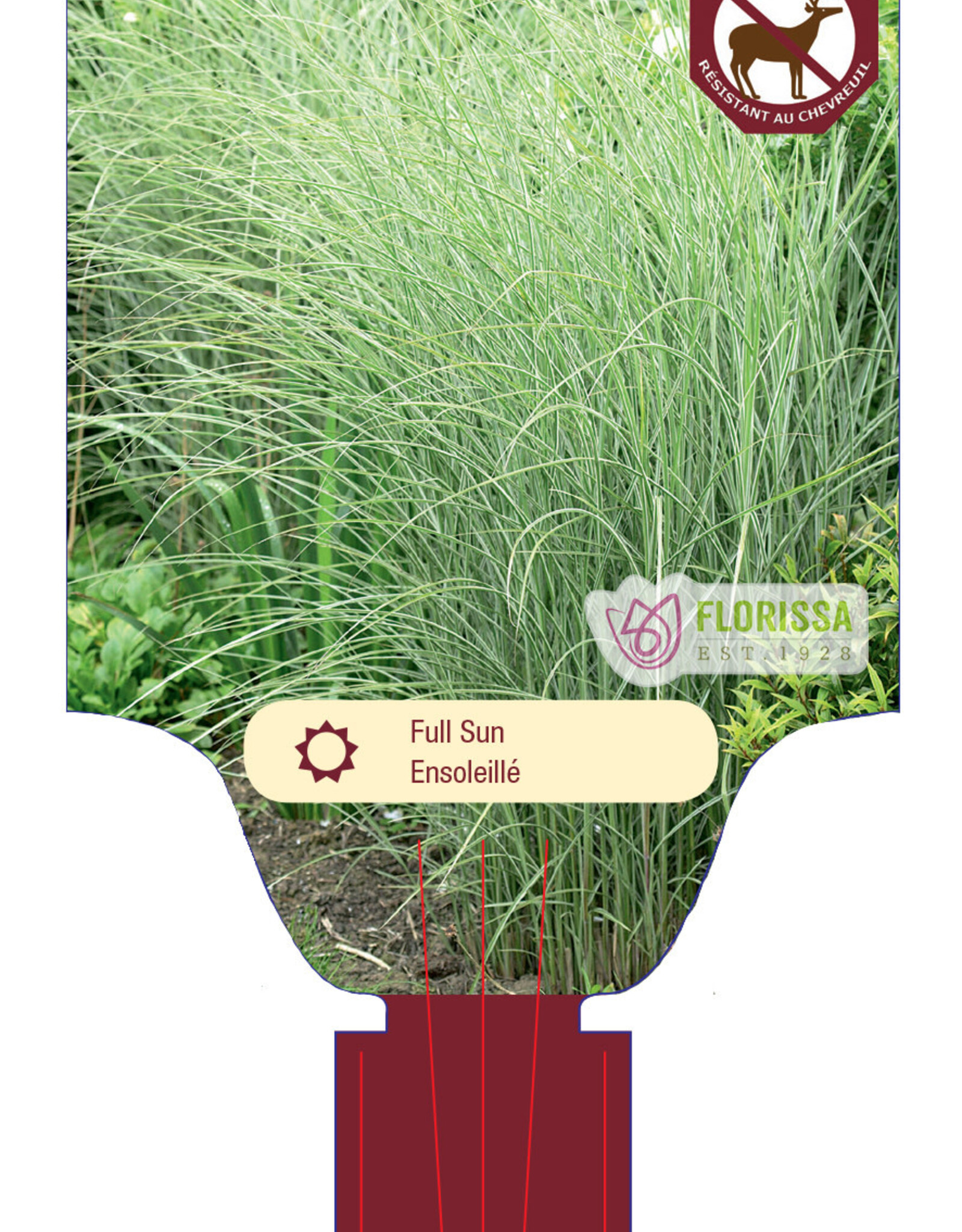 Maiden Grass- Miscanthus Morning Lights