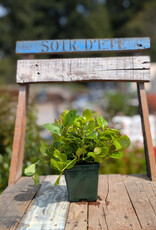 Salal - Gaultheria shallon 4 inch