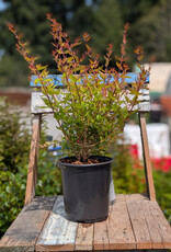 Abelia Grandiflora 1gal