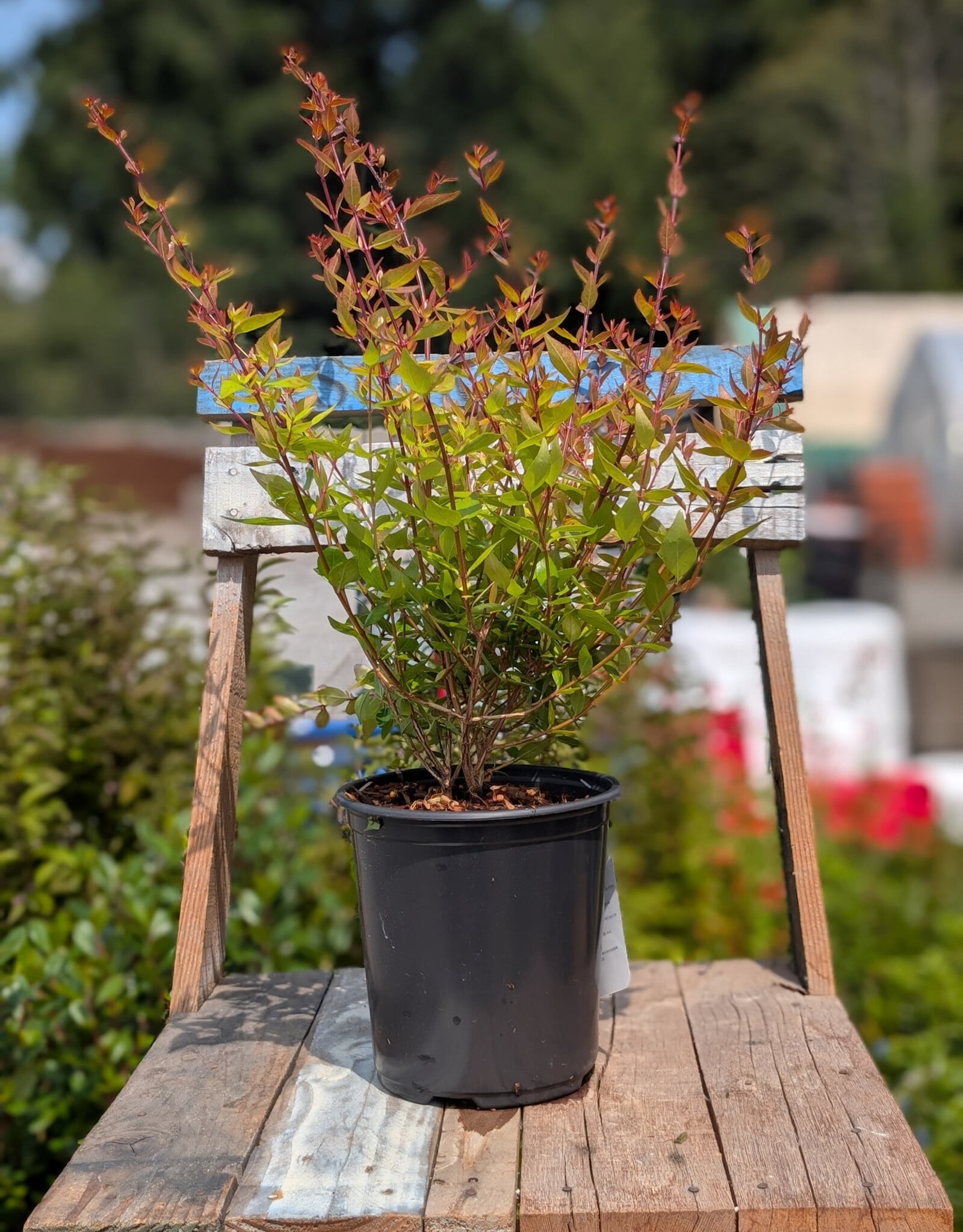 Abelia Grandiflora 1gal