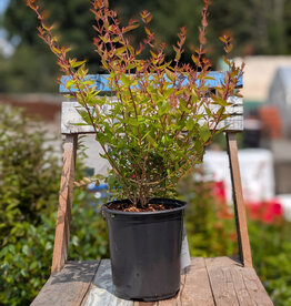 Abelia Grandiflora 1gal
