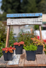 Sedum  4inch