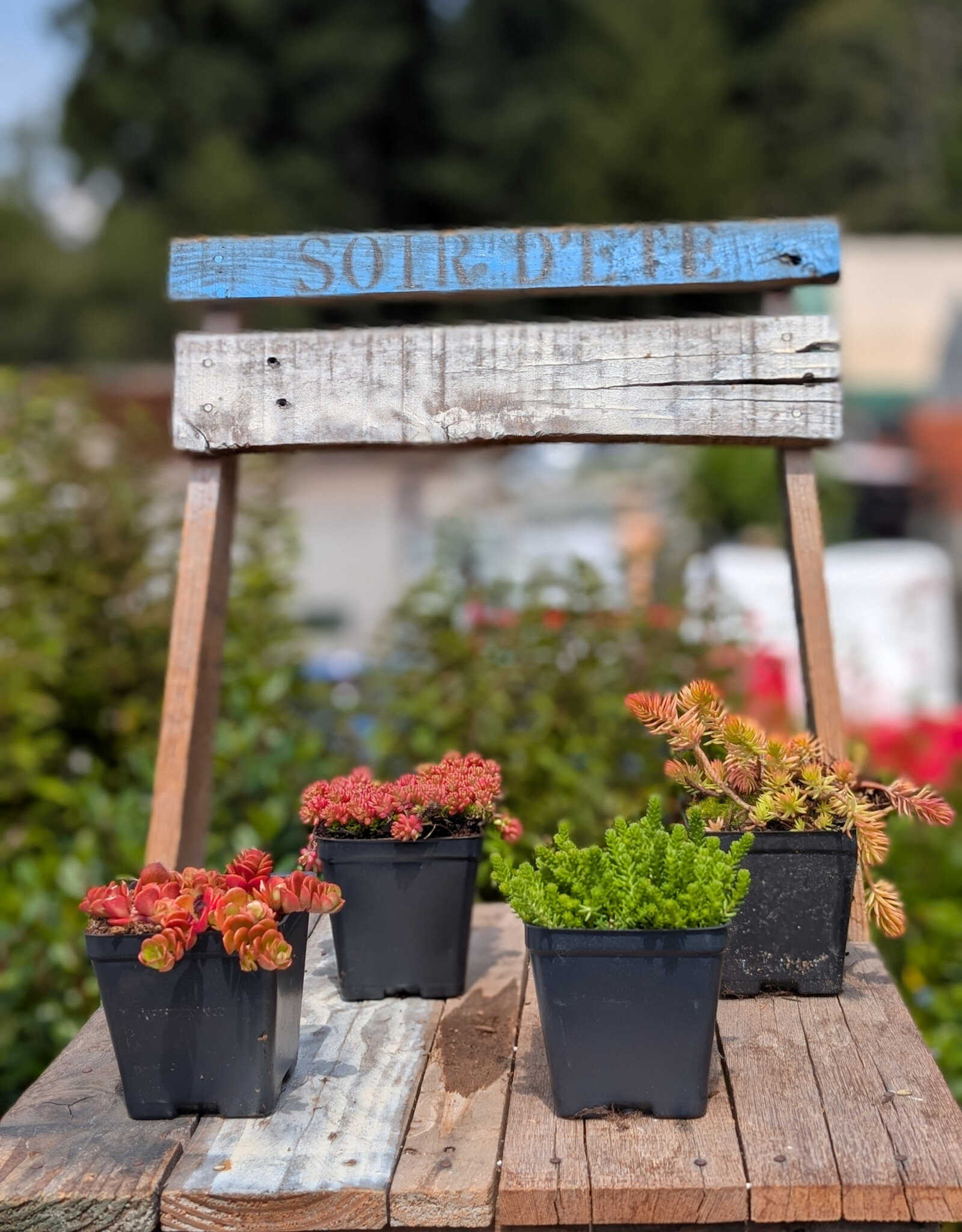 Sedum  4inch