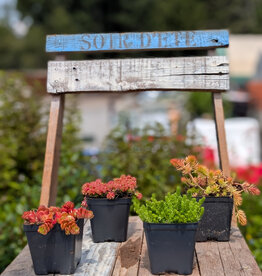 Sedum  4inch