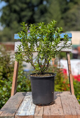 Hebe Blue Mist 1gal