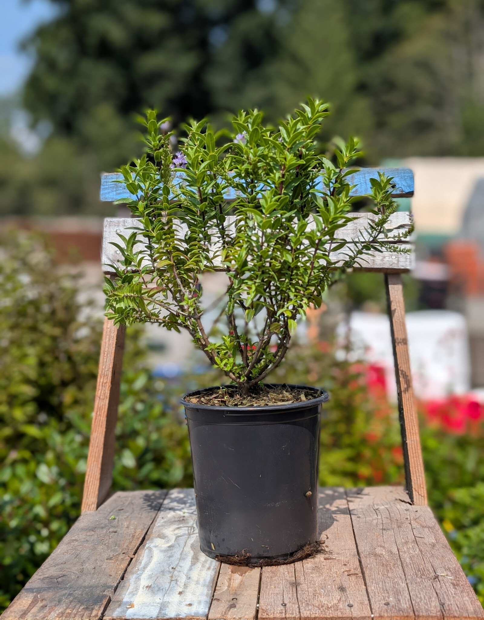 Hebe Blue Mist 1gal