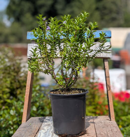 Hebe Blue Mist 1gal
