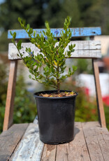 Ceanothus thyrsiflorus Victoria