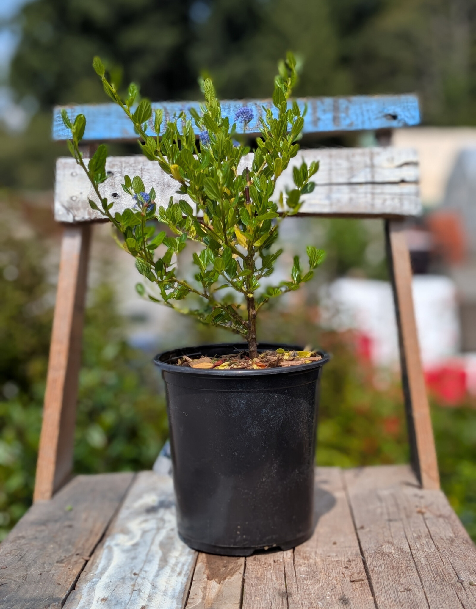 Ceanothus thyrsiflorus Victoria