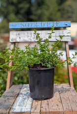California Lilac Creeping Blue Blossom - Ceanothus  1gal